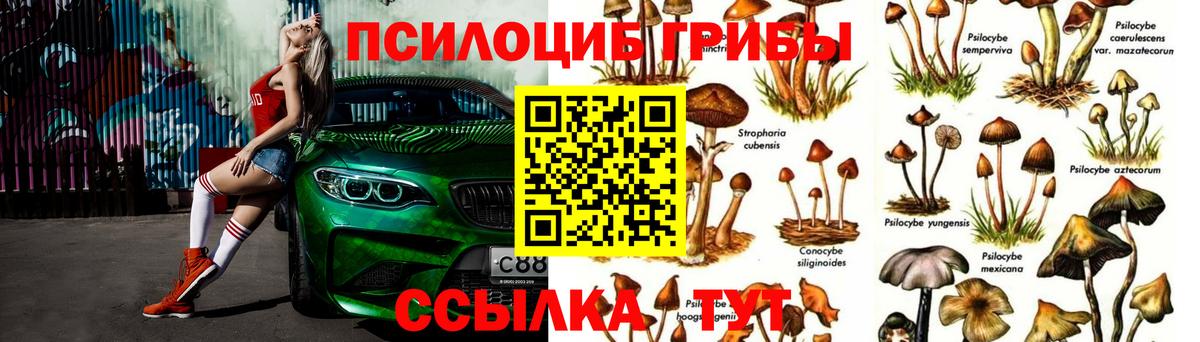 где можно купить   Галлюциногенные грибы MAGIC MUSHROOMS  Вход с VPN  Заволжье 